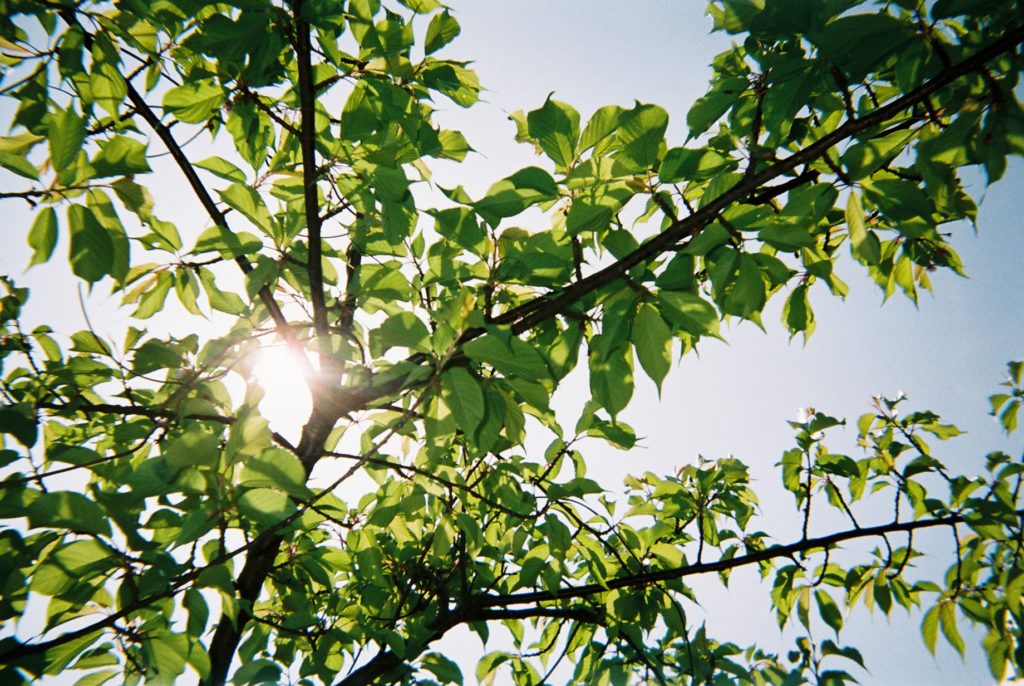 基本のキ】写真で見る「写ルンです」と「光」のいい関係＜前編＞